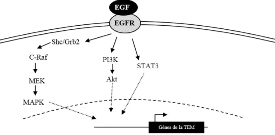 Figure 5 : Voies de signalisation induite par l’EGF. Exemples de voies pouvant être stimulées par la  liaison de l’EGF à l’EGFR pour induire la TEM