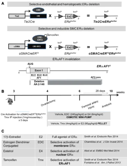 Figure 1. Estrogen ligands, mouse models, and  intimal hyperplasia protocol used in the study