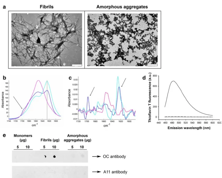 Fig. 1   Characterization of lysozyme species. a Negative stained  TEM images of lysozyme fibrils (left) and amorphous  aggre-gates (right)