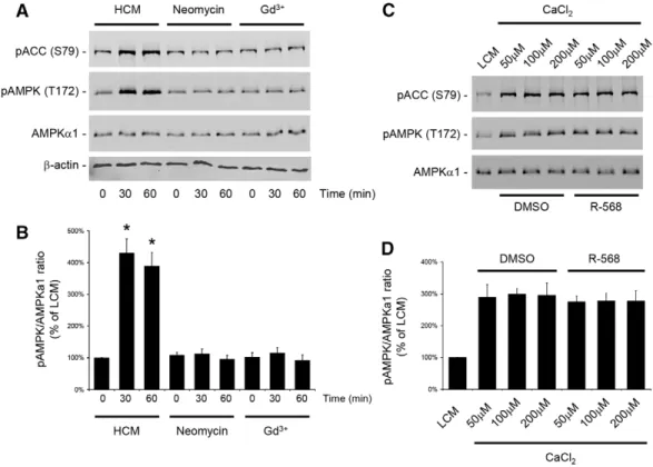 Fig. 4. CaSR activation does not stimulate AMPK phosphorylation or activation in MDCK cells