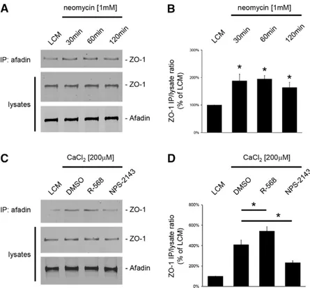 Fig. 5. Increased interaction between ZO-1 and I-afadin following activation of the CaSR in MDCK cells.