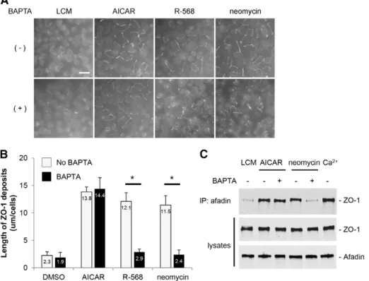 Fig. 6. Effects of the cell-permeant Ca 2+ chelator, BAPTA-AM, on ZO-1 relocation to the plasma membrane after CaSR stimulation or AMPK activation in MDCK cells
