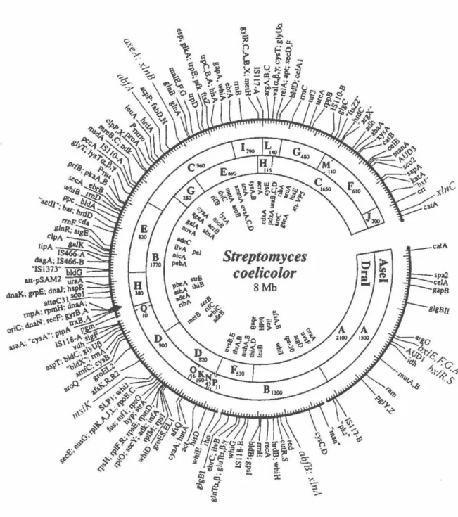 Figure 4:  Carte génétique et physique du chromosome de  S.  coelicolor  M145. La position  des  marqueurs  à  l'extérieur  du  cercle  a  été  déterminée  grâce  à  une  banque  cosmidique  ordonnée