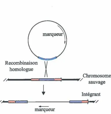 Figure  6.  Mutation  d'un gène  chromosomique par sa dislocation génétique.  Un plasmide  non-réplicatifs'intègre dans le chromosome par recombinaison homologue, interrompant la  séquence  codante du gène cible