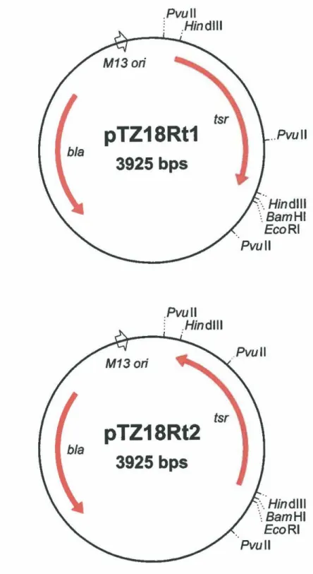 Figure 9.  Carte physique des plasmides  d'E.  coli pTZI8Rtl et pTZ18Rt2. Certains sites de  restriction sont indiqués