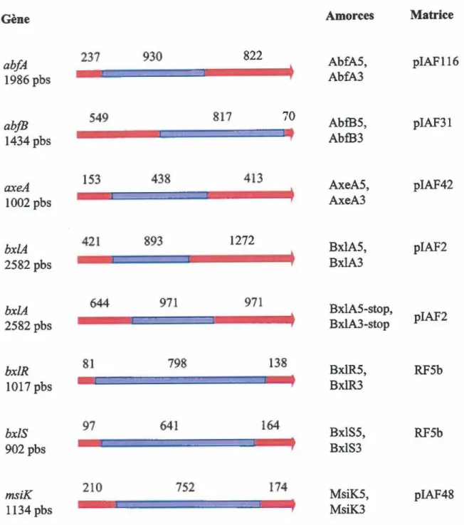 Figure  11.  Représentation  schématique  des  portions de gènes  qui  ont  été  amplifiées  par  PCR pour réaliser  leur dislocation