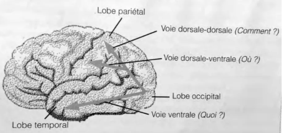 Figure :  Voie  ventrale  et  voies  dorsales  issues  de  la  région  V1  du  lobe  occipital