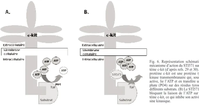 Fig. 6. Représentation schématique du mécanisme d’action du STI571 sur la  pro-téine c-kit (d’après refs