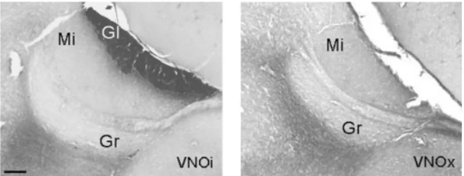 Fig . 2. Representative photomicrographs showing sagittal sections stained with SBA–HRP of the AOB of female mice who had either undergone sham removal of (VNOi) or a bilateral surgical removal of the vomeronasal organ (VNOx)