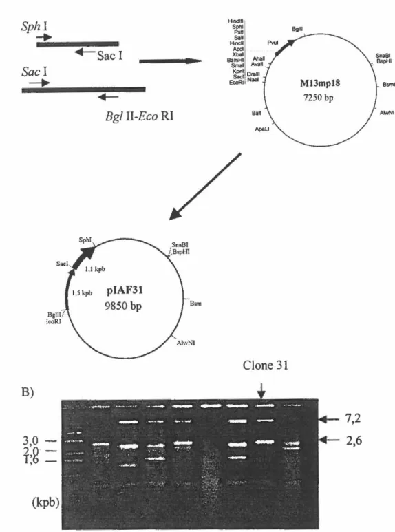 Figure 9.  Reconstruction du gène  bx/A 