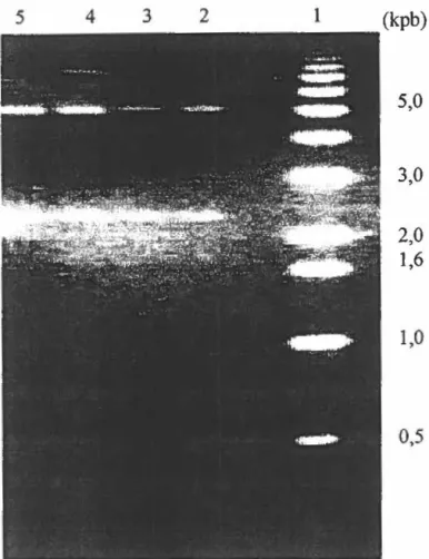 Figure  12.  Photo d'un gel  d'agarose 0,7% représentant des bandes d 'ADN obtenues suite  une  digestion  enzymatique  sur le plasmide  piAFI3