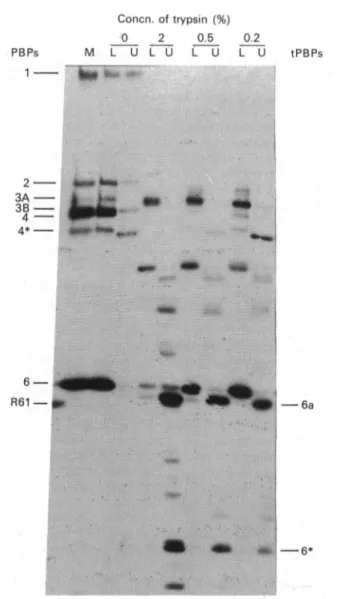 Fig. 1. Tryptic conversion of the membrane-bound benzyll14CI- benzyll14CI-penicilloyl-PBP6 of Enterococcus hirae into radioactive water-soluble tPBP6a and tPBP6*