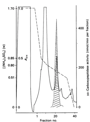 Fig. 2. Purification of the Enterococcus hirae tPBP6* by anion- anion-exchange chromatography on a Pharmacia Q-Sepharose