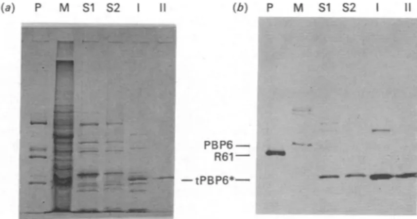 Fig. 4. SDS/polyacrylamide-gel electrophoresis illustrating the purification steps of the Enterococcus hirae tPBP6*: (a) Coomassie Blue staining; (b) fluorography