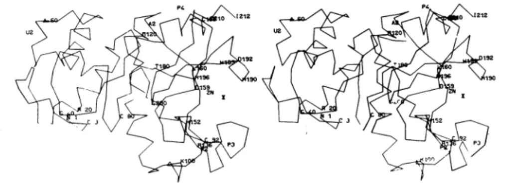 Fig. 3. Stereoscopic view of the three-dimensional structure of the Zn2+ DD-carboxypeptidase