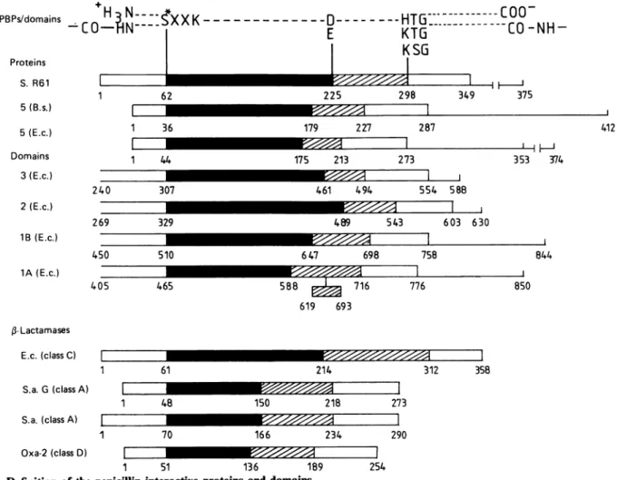 Fig. 1. Definition of the penicillin-interactive proteins and domains