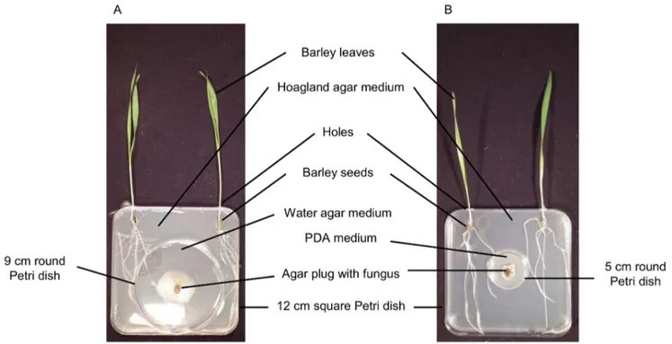 Figure 1. Pictures of the barley and fungi co-culture devices. Experimental devices for in vitro co-culture for the study of the effects of VOCs from non-infected or infected barley roots on pathogenic fungi (A) and for the study of the effects of fungal V