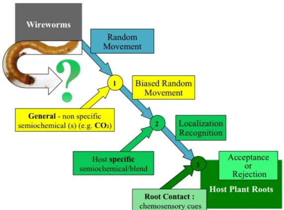 Figure I.1. The foraging behavior of wireworms, redrawn and adapted from Johnson and Gregory (2006)