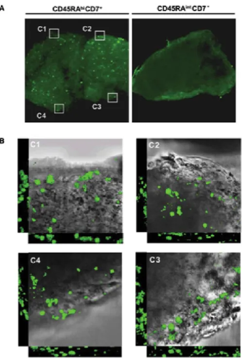 Figure 2. « Ex Vivo Thymus Colonization Assay » (Haddad et alii, 2006 : 226).