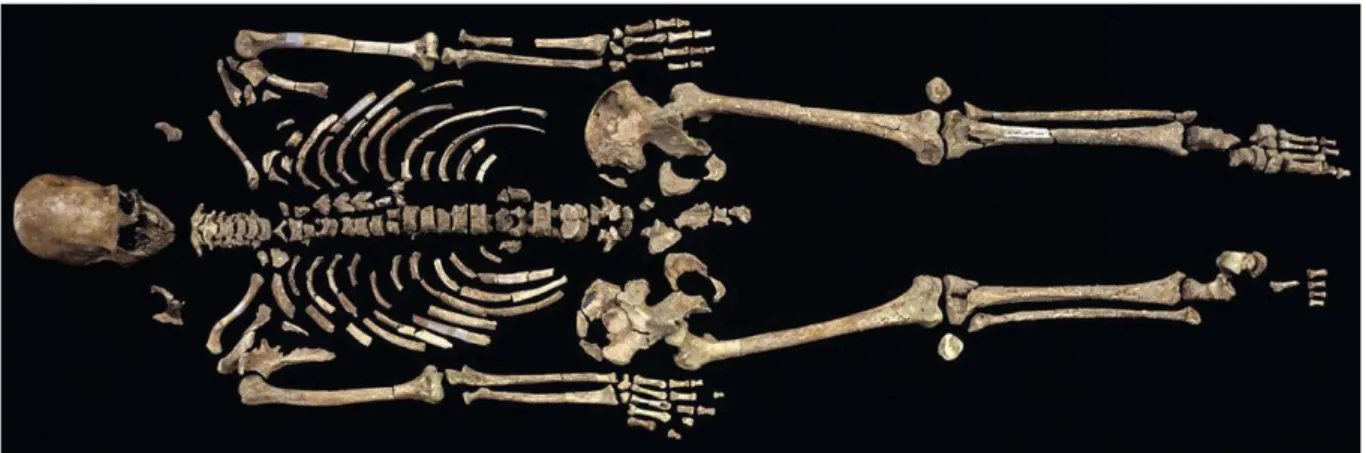 Figure 10 : Squelette de l’Homme de Kennewick (Balter, 2015)