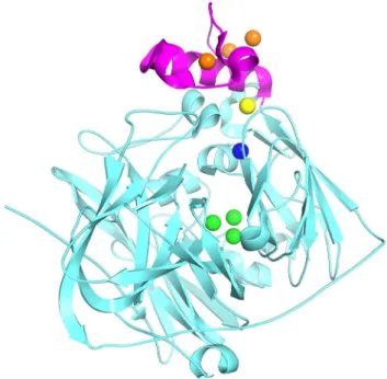 Fig. 1    Ribbon diagram of the cuproxidase CueO from E. coli. 