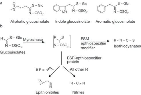 Figure 1. Glucosinolates (a) and major hydrolysis products of plant glucosinolates  (b): the metabolites probably play a key role in the interaction between Arabidopsis  and insect herbivores (adapted from Van Poecke, 2007) —  Glucosinolates (a) et  produi