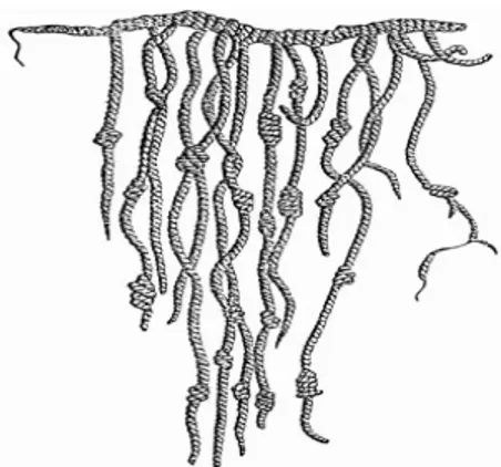Illustration 6: Schéma d'un quipu. 