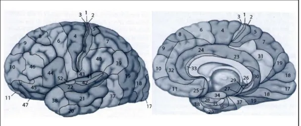 Figure 2 – Principales aires corticales individualisées dans la nomenclature de Brodmann (1909) 