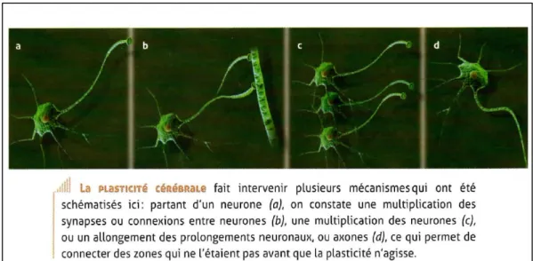 Figure 4 - Les mécanismes de la plasticité cérébrale 