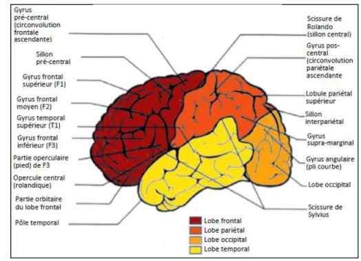 Figure 1 – Face latérale d’un hémisphère gauche 