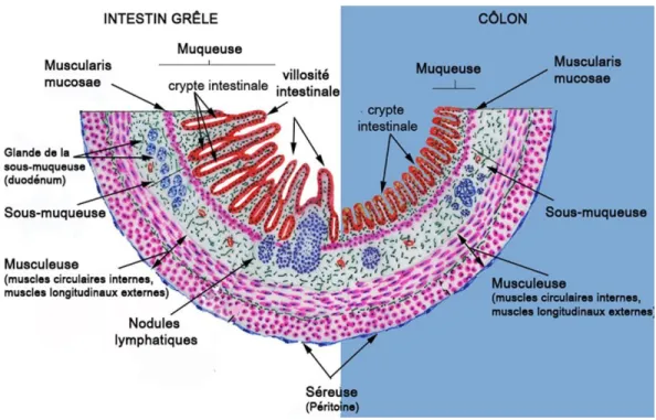Figure 1. Structure de la paroi intestinale et colique 