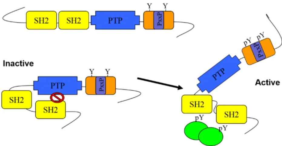 Figure 9. Conformation de la protéine tyrosine phosphatase SHP-2 