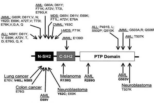Figure 10. Mutations de SHP-2 dans les cancers solides et les leucémies 