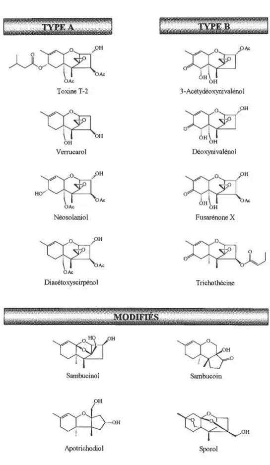 Figure 2:  r::==mïri;;;;:::J OH  DXt~~:C OAQ Toxine T-2  ~OH Verruoarol YIO~-(OH H&lt;Y''\ M  ~Ac OAc Néosolaniol 'Cf~( OA10 Diacétoxysc:i.rpêool  o  / OAc w OH 3-AcéLydéoxynivalénol ~OH 0 oH\ OH Déoxynivalèno 1  Ylo~OH  0~0~ OH Fusarênone X  X+PoÀ) Tricoo