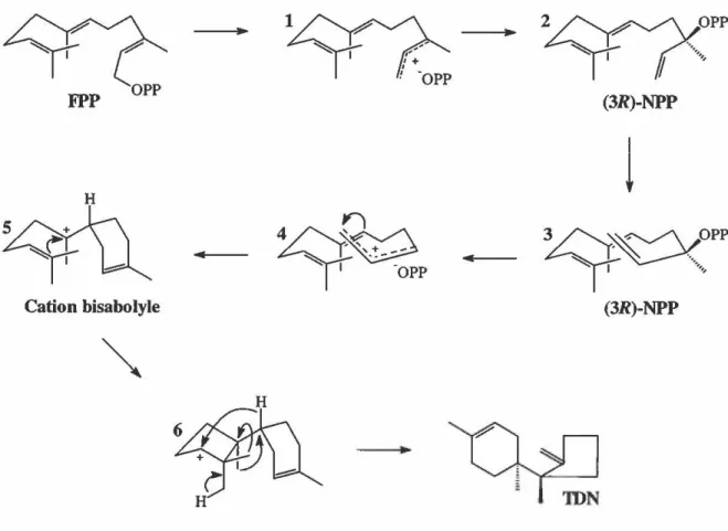 Figure 10:  Mécanisme de cyclisation du farnésyl  diphosphate au trichodiène. 