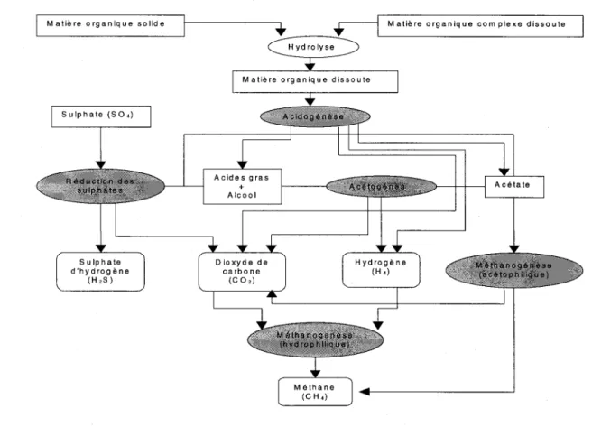 Figure 2.2 : Diagramme des étapes de  la  décomposition anaérobie (adapté de Nastev,  1998) 