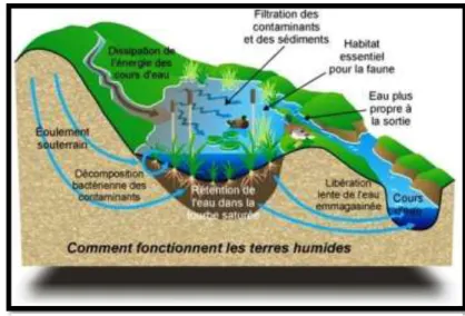 Figure 3: Rôles des milieux humides                                                           (source: Mairie-Beaufort, site internet) 
