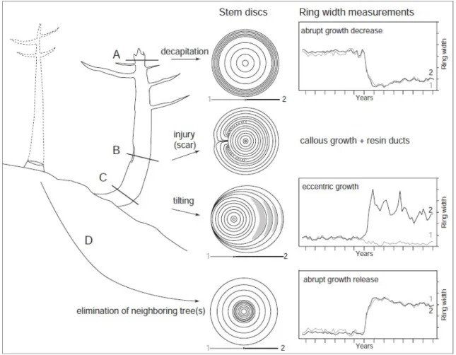 Figure 8 : Réactions morphologiques de la végétation ligneuse selon les perturbations provoquées par les  processus géomorphologiques traumatisants, d’après Stoffel (2005a)