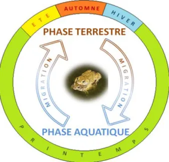 Figure  2  :  Ensemble  des  étapes  du  cycle  vital des amphibiens