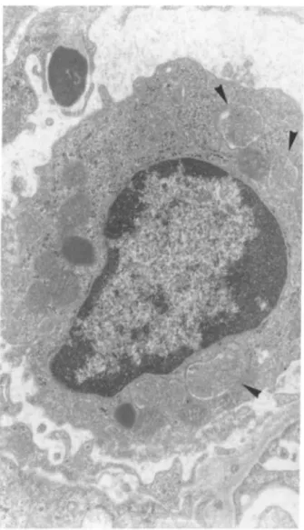 Fig. 5. Electron microscopy of a mononuclear phagocyte in a glomerular capillary loop from a rat intra-aortically injected with 500 μg of human pIgA-ConA complexes