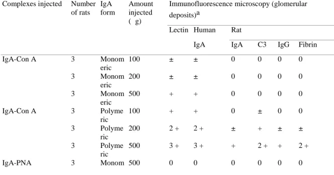 Table 3. Immunofluorescence microscopy of kidneys from rats injected with IgA-lectin complexes (group 3)