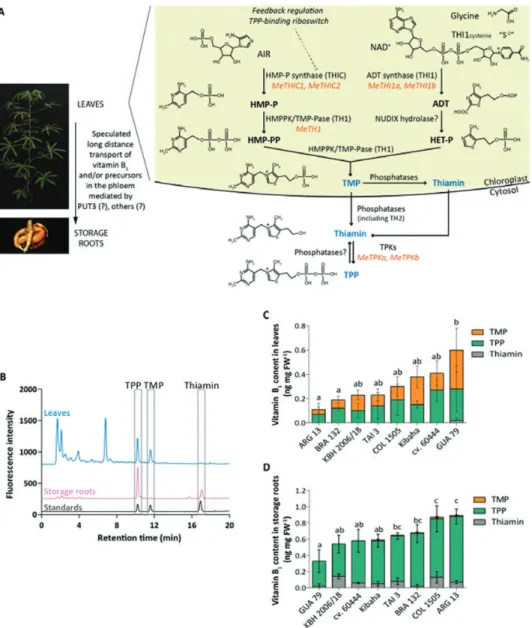 Fig. 1.  Natural variation of vitamin B 1  content in selected cassava accessions. (A) Scheme of the vitamin B 1  biosynthesis pathway as described in  Arabidopsis and extrapolated to cassava