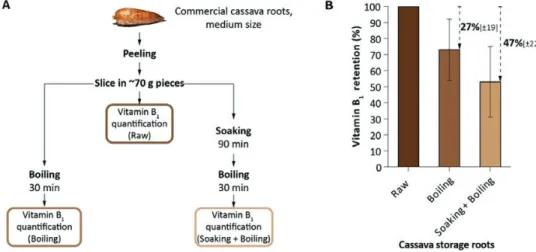 Fig. 2.  Thermal processing of cassava commercial storage roots and decrease in total vitamin B 1  retention