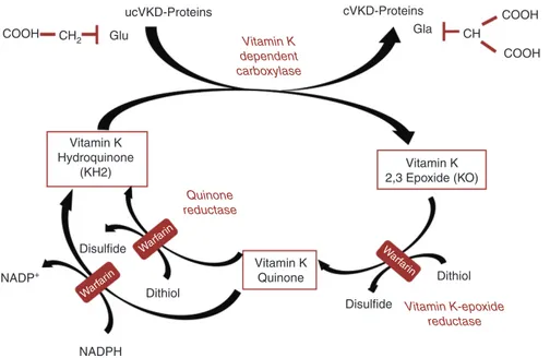 Figure 2: The vitamin K cycle and the interference of warfarin with vitamin K recycling.