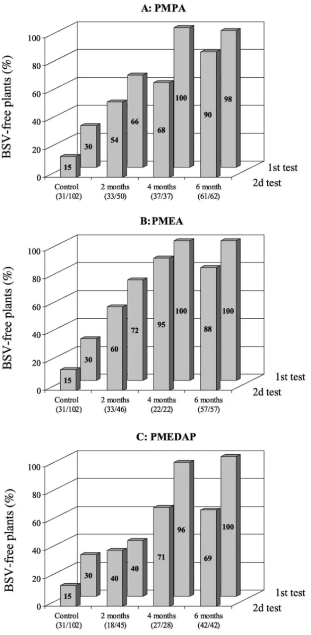 Fig. 3. Eradication rates obtained for plants regenerated from BSV-infected banana meristem clumps (cv