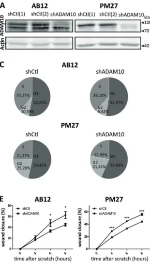 Fig. 3 Effects of ADAM10 shRNA depletion in mesothelioma cells on proliferation, migration and invasion