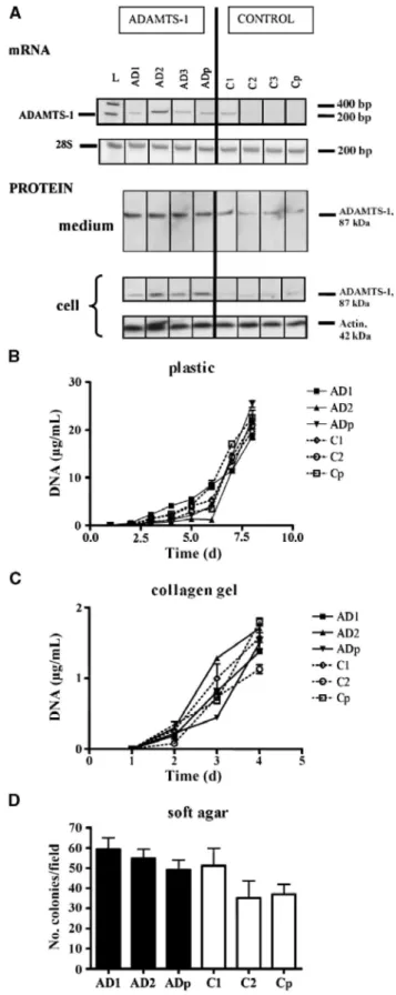 Figure 1: Characterization of stable BZR ADAMTS-1 transfectants and in vitro cell proliferation