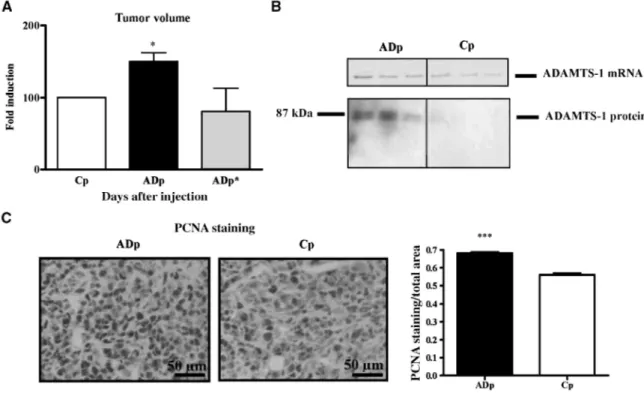 Figure 2: ADAMTS-1 expression promotes in vivo tumor growth.  A, tumor volumes assessed after 31 d were determined  and data are expressed as fold induction in tumors overexpressing ADAMTS-1 (ADp) or the mutated ADAMTS-1 (ADp*) relative to the  correspondi