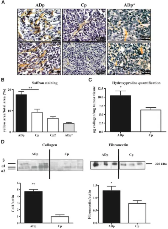 Figure 4: ADAMTS-1 promotes the formation of stromal structures and the production of stromal matrix  components