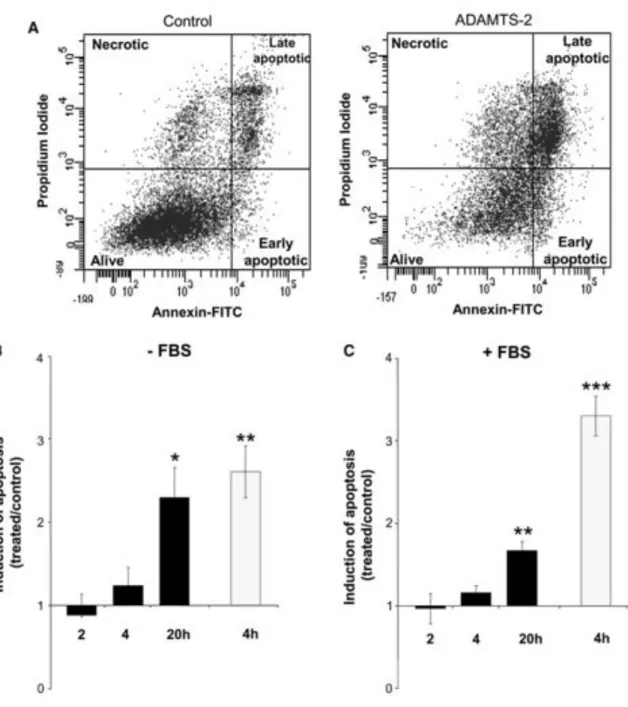 Fig. 3 ADAMTS-2 induces endothelial cell apoptosis. Three hours after seeding without or with 0.5% FBS,  culture medium was supplemented with control preparation, ADAMTS-2 (5 &#34;g/ml) or staurosporine (1 &#34;g/ml) as  a positive pro-apoptotic control